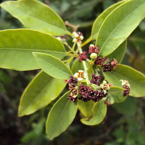 Australian Sandalwood  Essential Oil (10% Dilution)